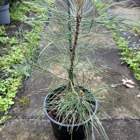 Turkish Pine / Calabrian Cluster Pine - Pinus brutia