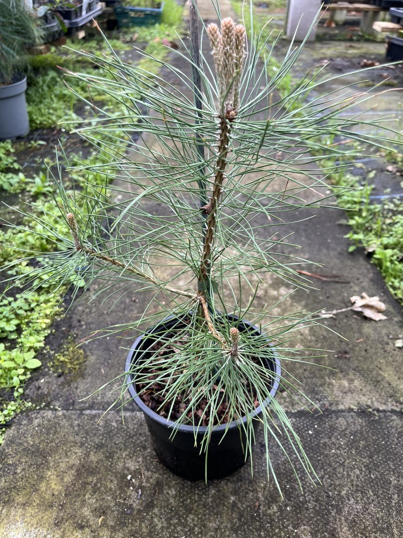Turkish Pine / Calabrian Cluster Pine - Pinus brutia