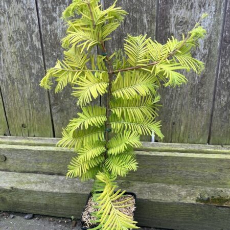 Dawn Redwood ‘Golden Oji’ / 'Gold Rush'