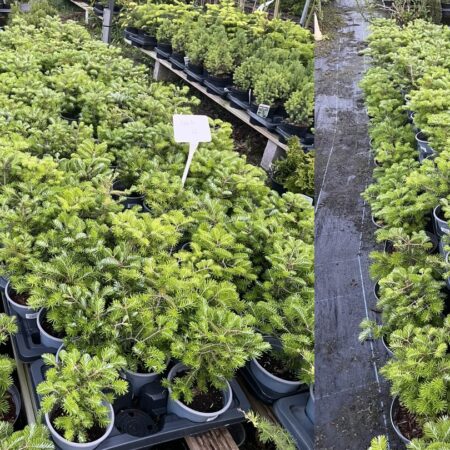 Japanese Umbrella Pine 'Shine A Light'