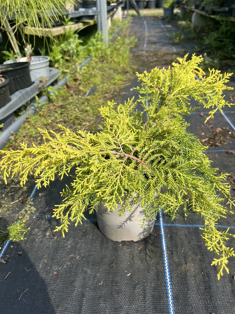 Juniper ‘Carbery Gold’ (1L) - Juniperus × pfitzeriana