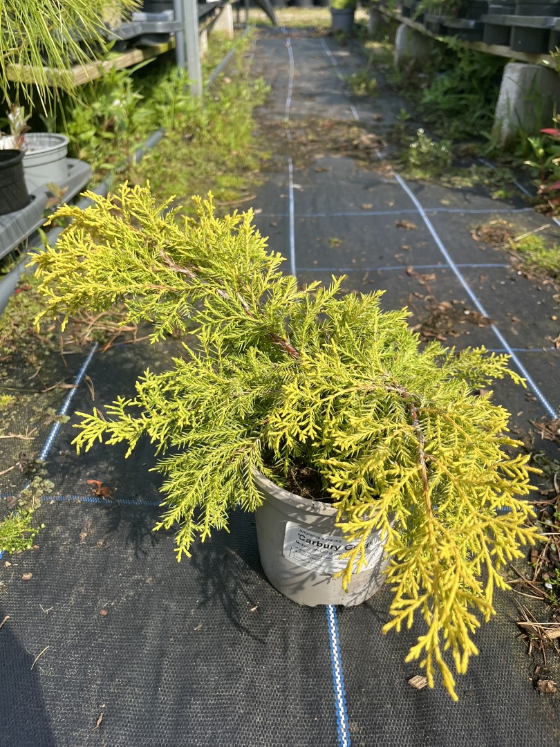 Juniper ‘Carbery Gold’ (1L) - Juniperus × pfitzeriana