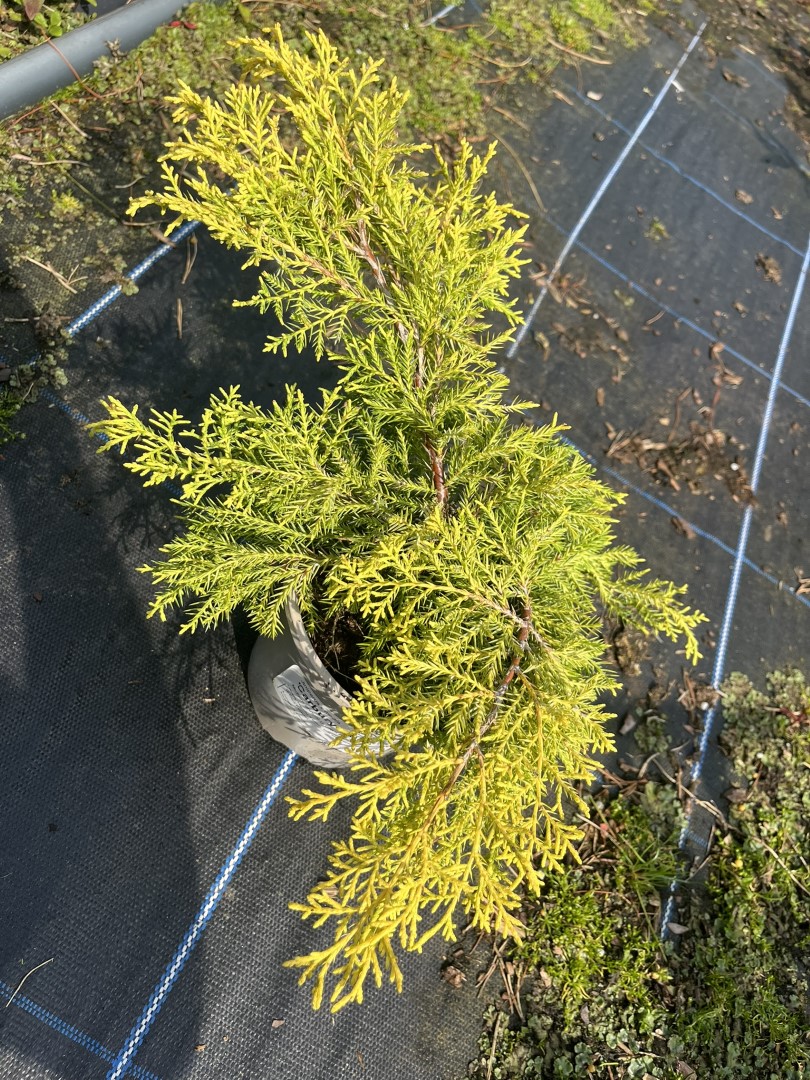 Juniper ‘Carbery Gold’ (1L) - Juniperus × pfitzeriana