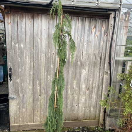 Nootka Cypress 'Moonshot' Tree - Chamaecyparis nootkatensis