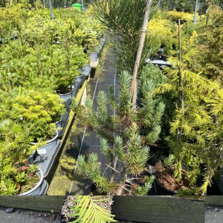 Pinus pinea - Stone Pine (10L)