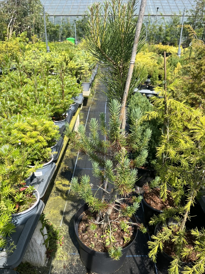 Pinus pinea - Stone Pine (10L)