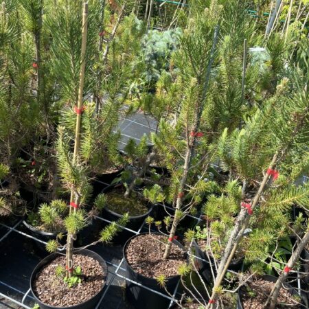Pinus pinea - Stone Pine (5L)