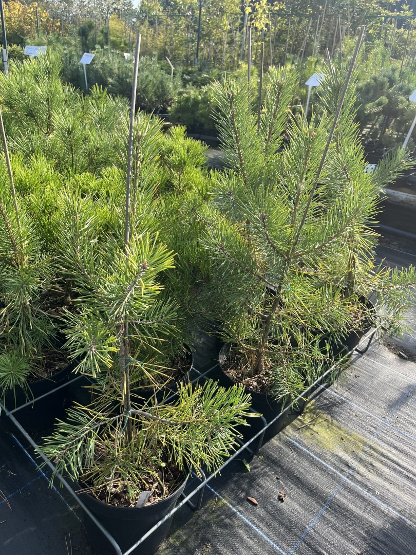 Scots Pine 'Anny's Winterlight' 40/60cm (5L) - Image 6