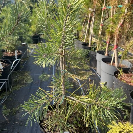 Pinus sylvestris - Scots Pine 'Anny's Winterlight'