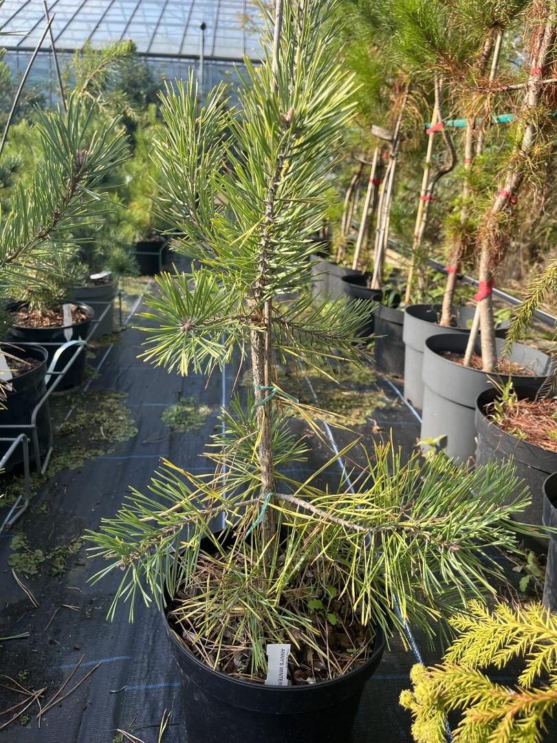 Pinus sylvestris - Scots Pine 'Anny's Winterlight'