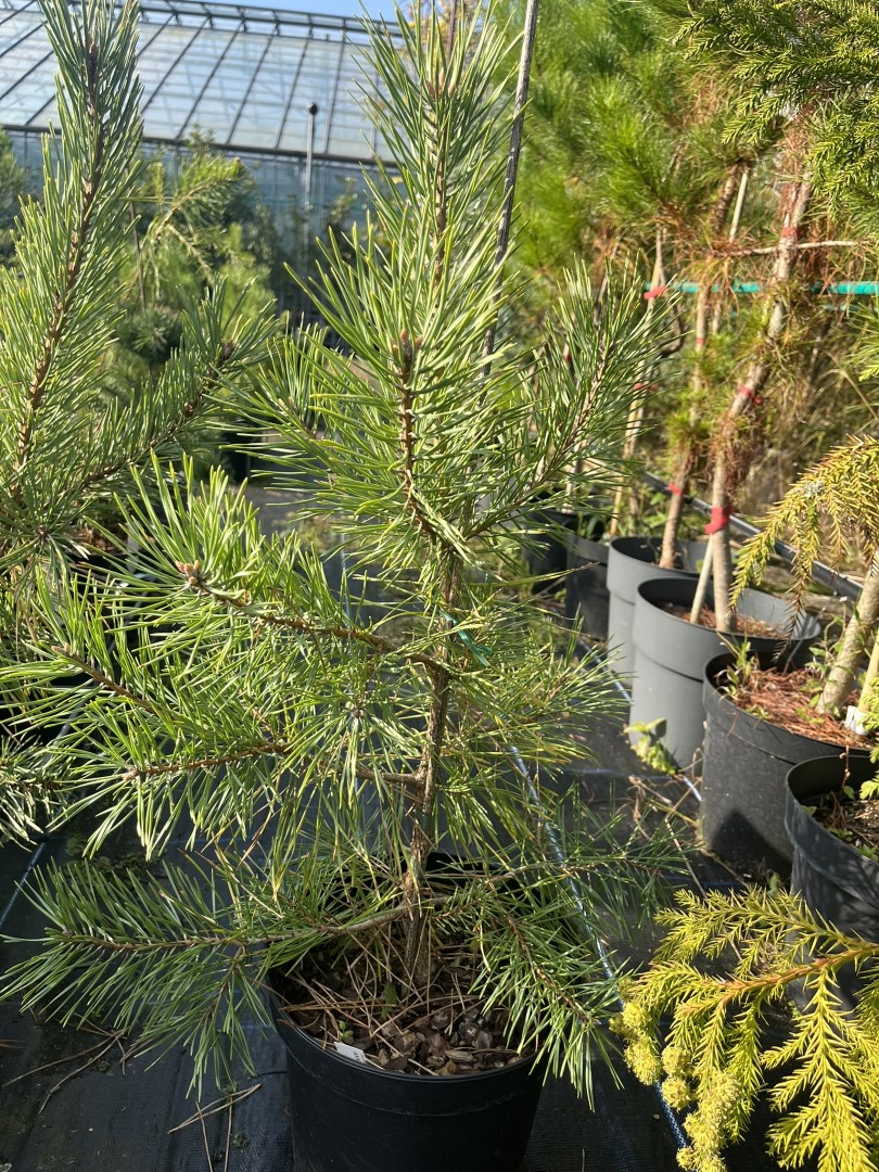 Pinus sylvestris - Scots Pine 'Anny's Winterlight'
