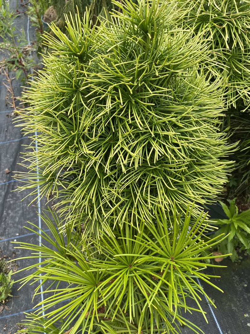 Sciadopitys verticillata - Japanese Umbrella Pine 'Shine A Light' 40/60cm (7L)