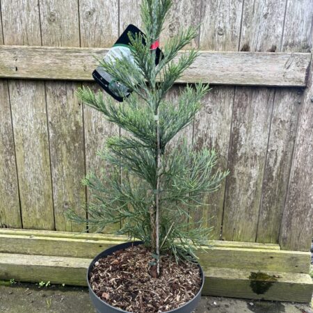 Sequoiadendron giganteum - Giant Redwood 'Glaucum' 60/80cm (10L)