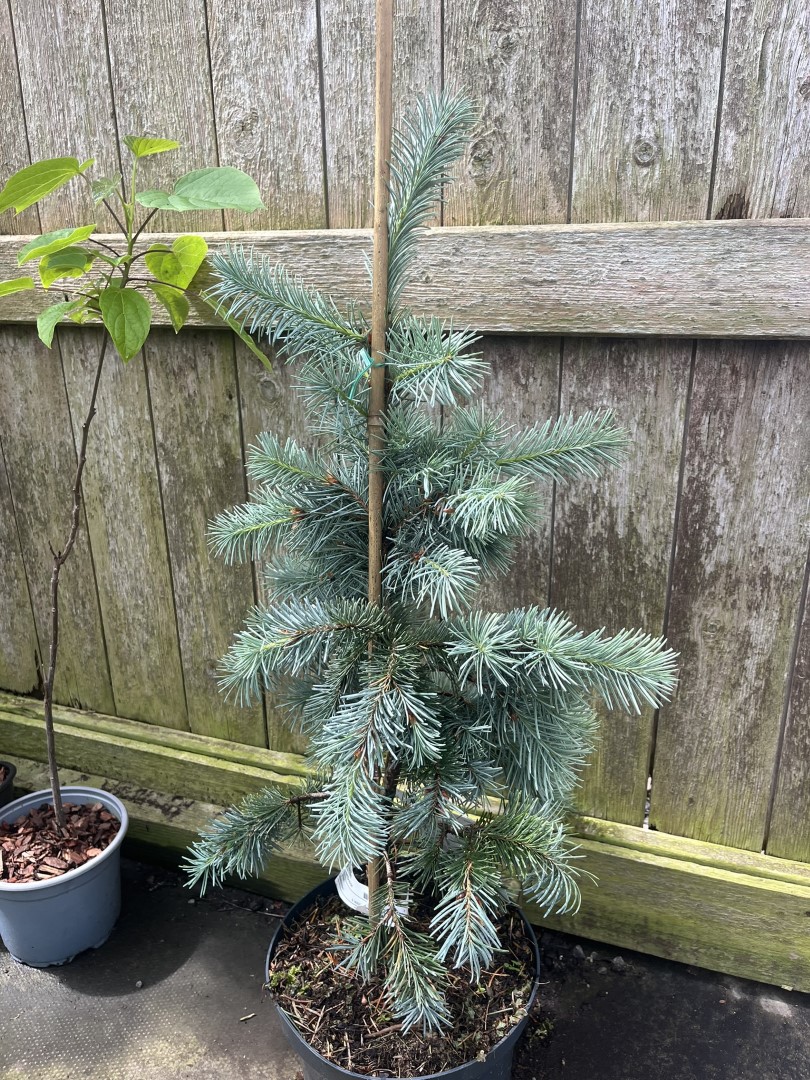 Douglas Fir 'Blue Wonder' 60/80cm (5L) - Image 2