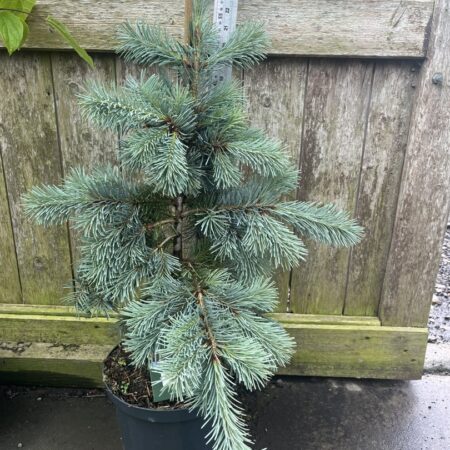 Douglas Fir 'Blue Wonder' Conifer Tree - Pseudotsuga menziesii
