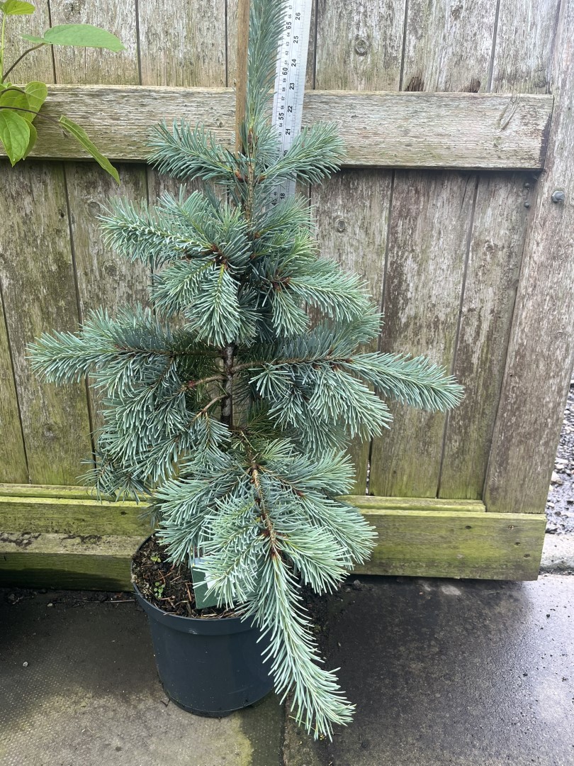 Douglas Fir 'Blue Wonder' Conifer Tree - Pseudotsuga menziesii