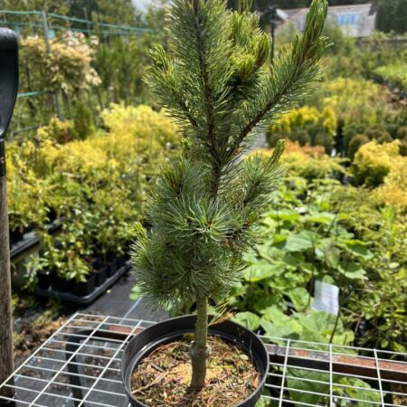Japanese White Pine 'Blue Lou' 40/60cm (3L)