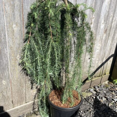 Larix kaempferi - Japanese Larch 'Stiff Weeper'