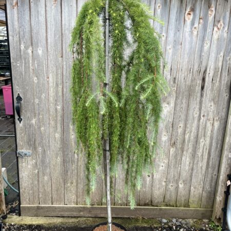 Larix kaempferi 'Stiff Weeping' Japanese Larch Tree