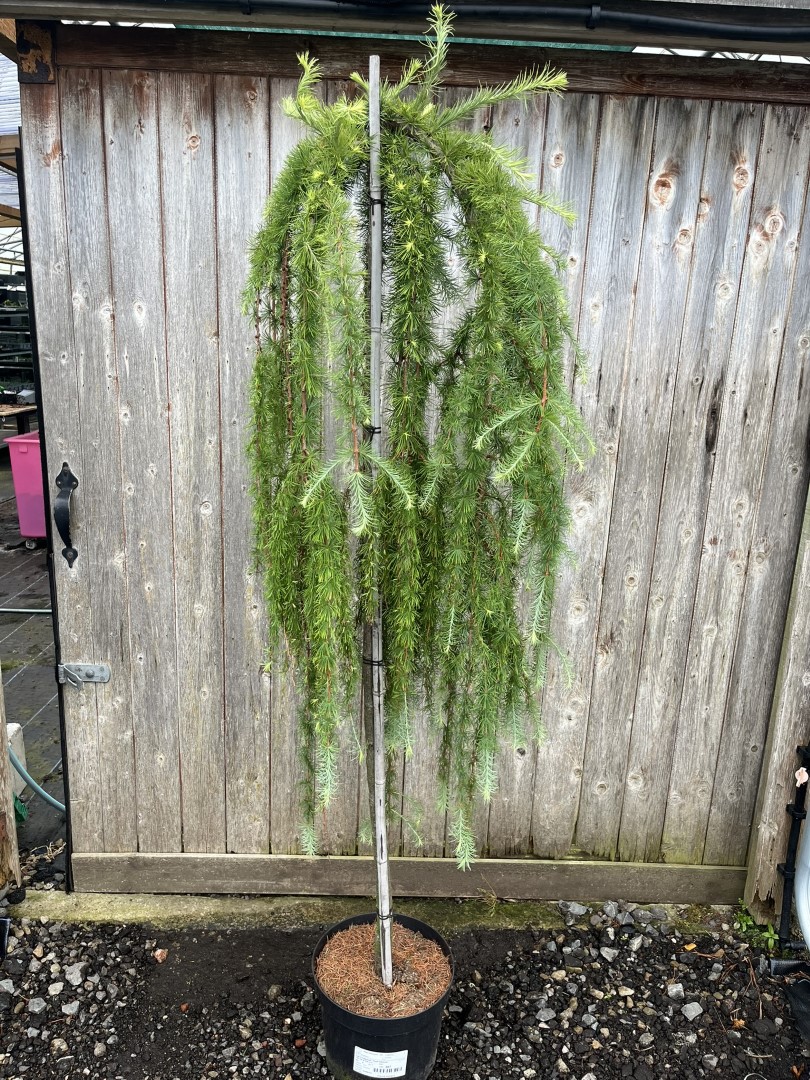Larix kaempferi 'Stiff Weeping' Japanese Larch Tree