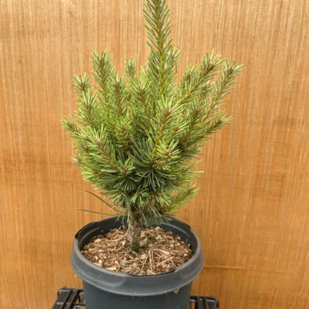 Pinus sylvestris - Scots Pine 'Watereri'