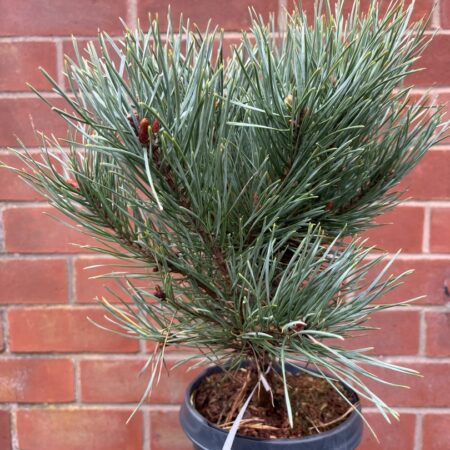 Pinus sylvestris - Scots Pine 'Watereri'