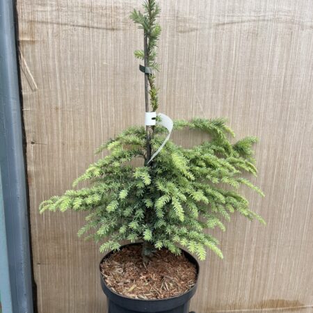 Tsuga heterophylla - Western Hemlock 'Glauca' 40/60cm