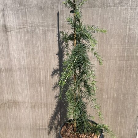 Cedrus deodora - Deodar Cedar 'Pendula'