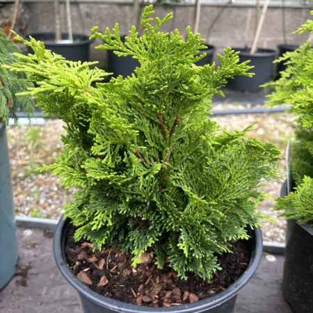Hinoki Cypress 'Tempelhof' (5L) - Chamaecyparis obtusa