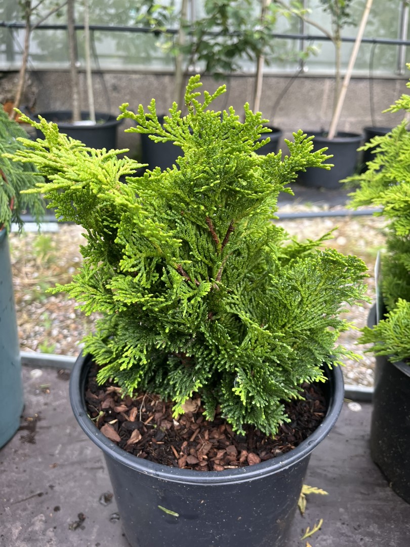 Hinoki Cypress 'Tempelhof' (5L) - Chamaecyparis obtusa