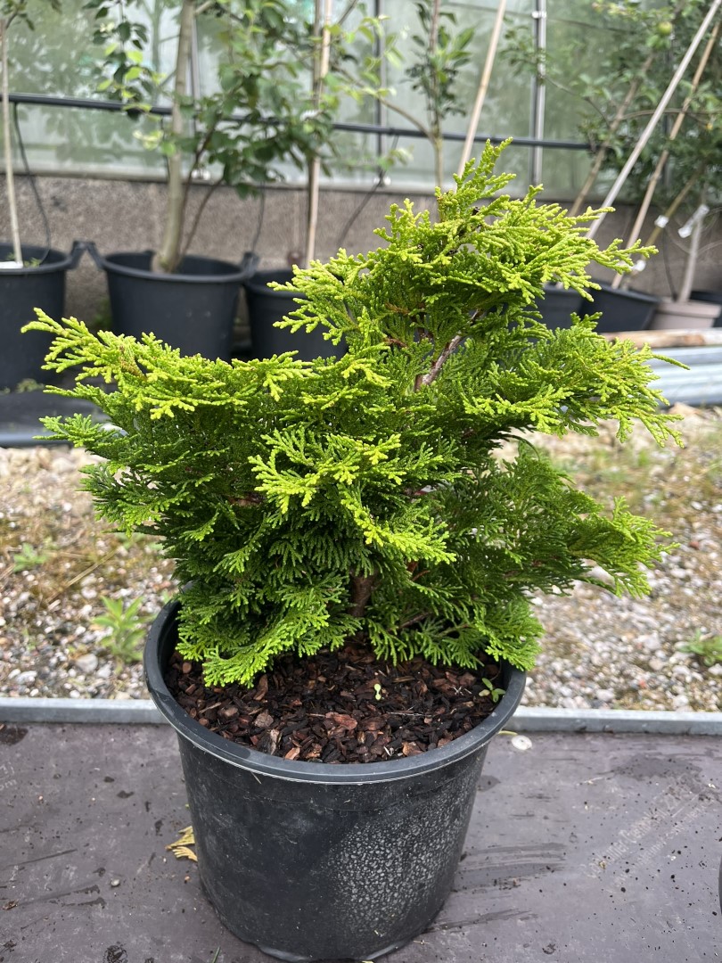 Hinoki Cypress 'Tempelhof' (5L) - Chamaecyparis obtusa