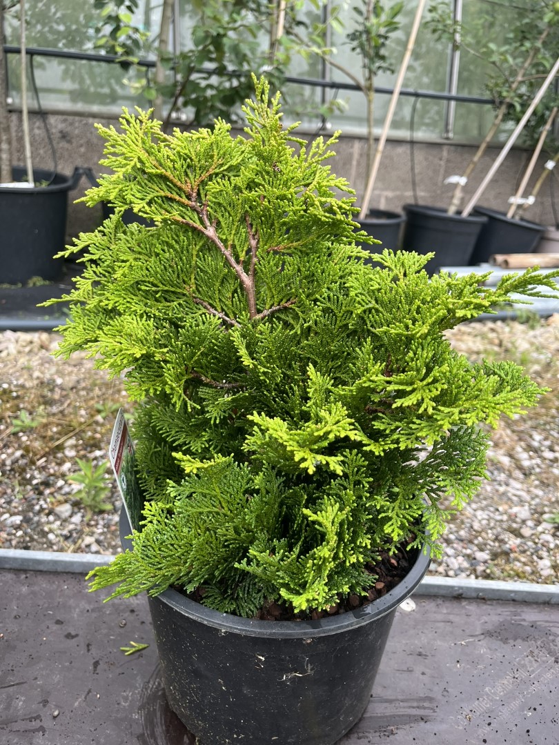 Hinoki Cypress 'Tempelhof' (5L) - Chamaecyparis obtusa