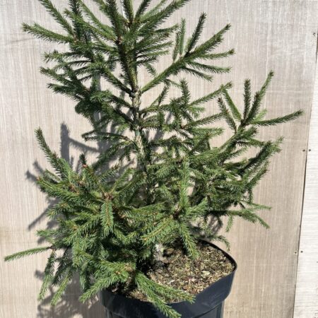 Picea abies - Norway spruce 'Red Man'