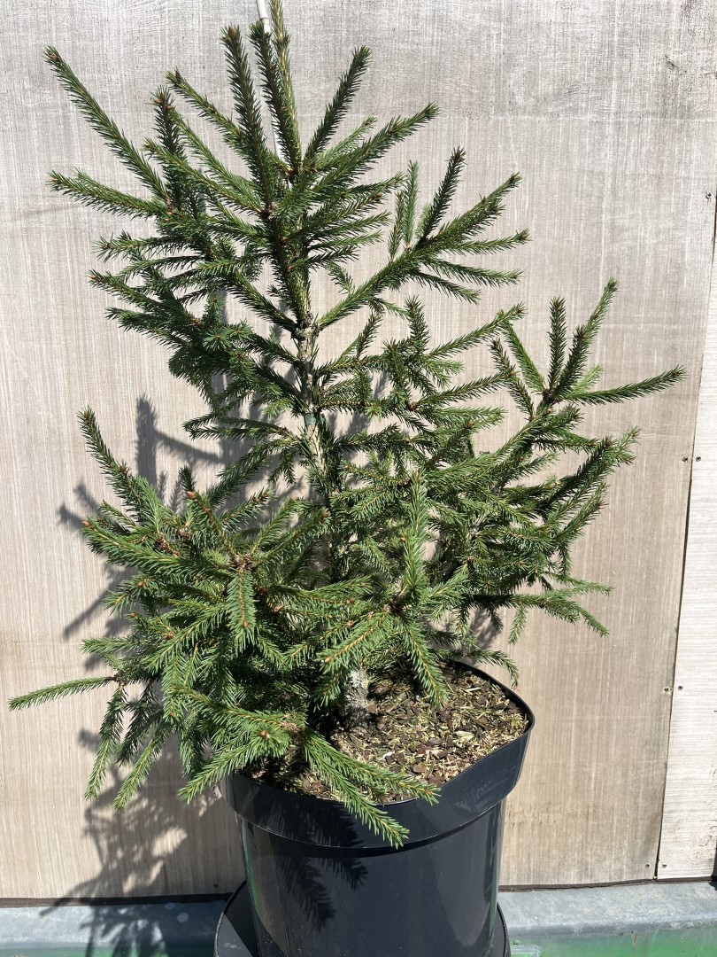 Picea abies - Norway spruce 'Red Man'