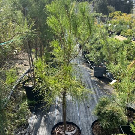 Pinus attenuata - Knobcone Pine Tree
