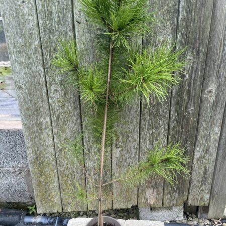 Pinus contorta - Lodgepole Pine