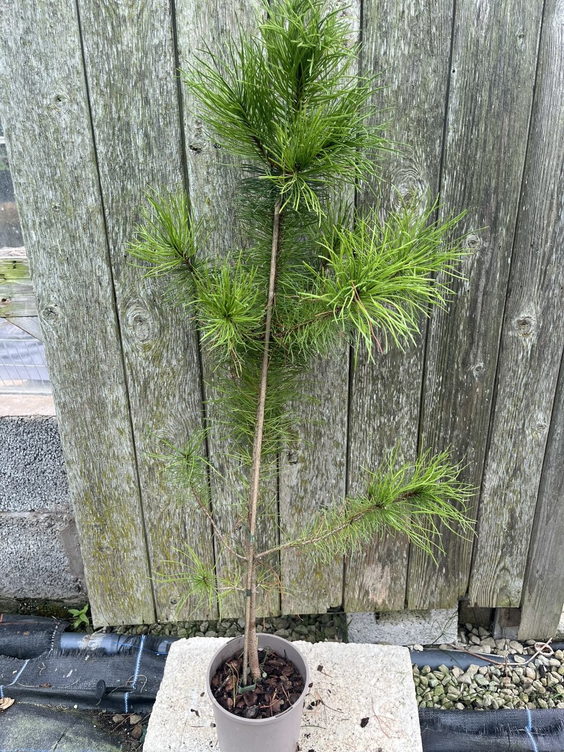Pinus contorta - Lodgepole Pine