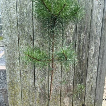 Pinus contorta - Lodgepole Pine