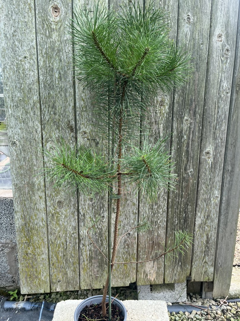 Pinus contorta - Lodgepole Pine