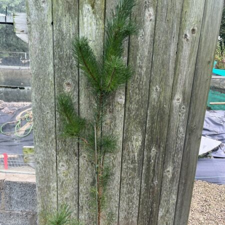 Pinus contorta - Lodgepole Pine