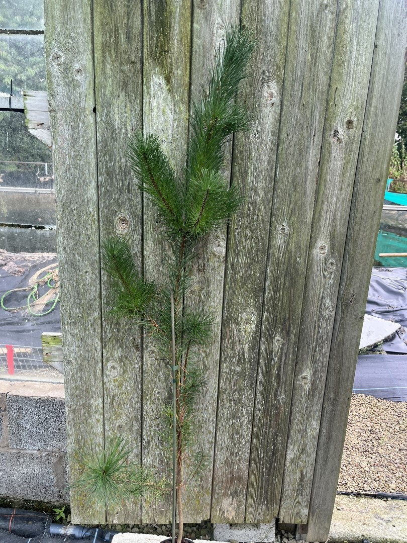 Pinus contorta - Lodgepole Pine