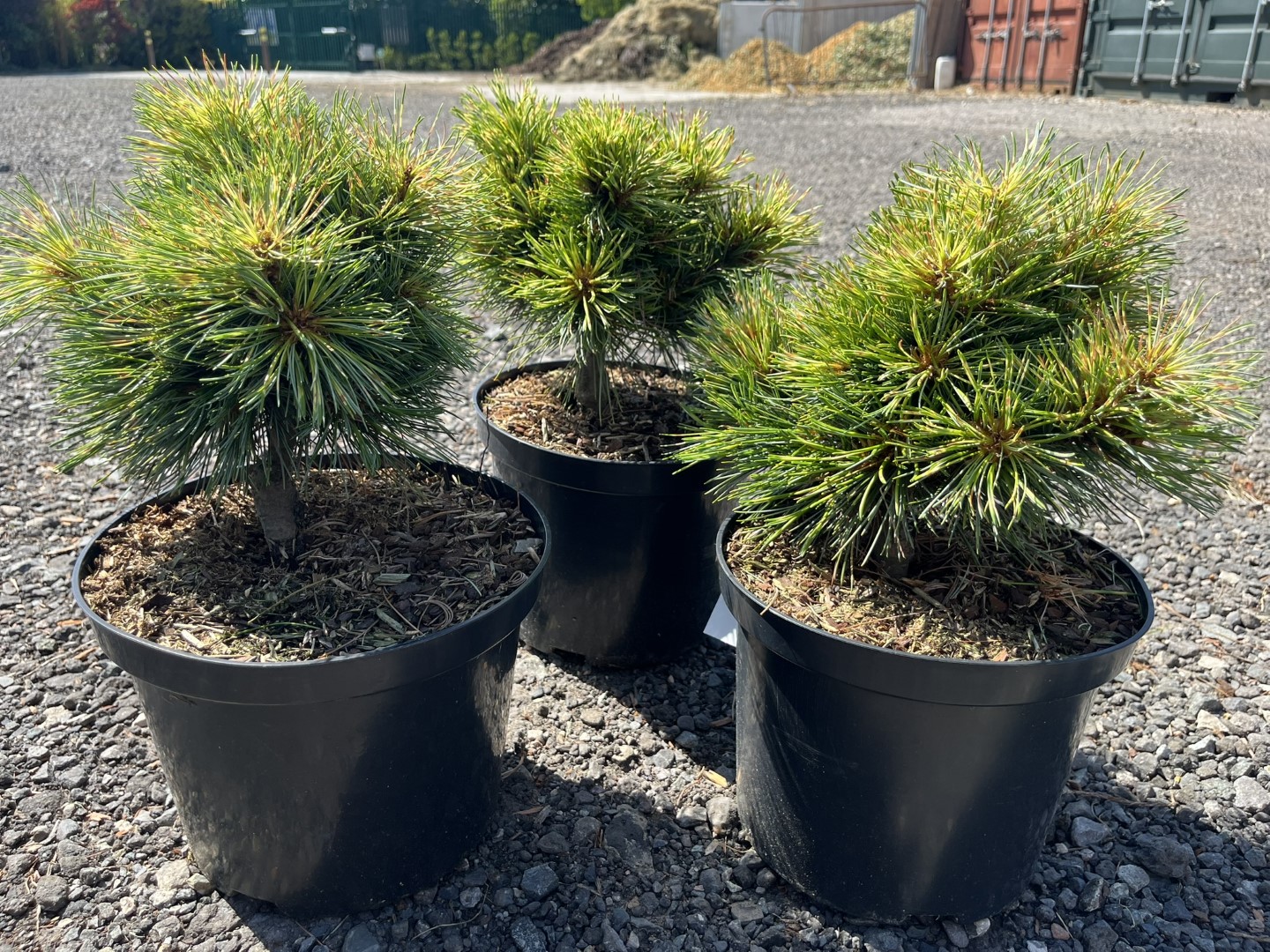 Pinus koraiensis - Korean Pine 'Golden Eye'