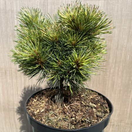 Pinus koraiensis - Korean Pine 'Golden Eye'