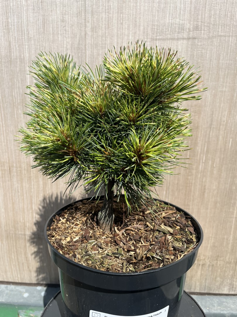 Pinus koraiensis - Korean Pine 'Golden Eye'