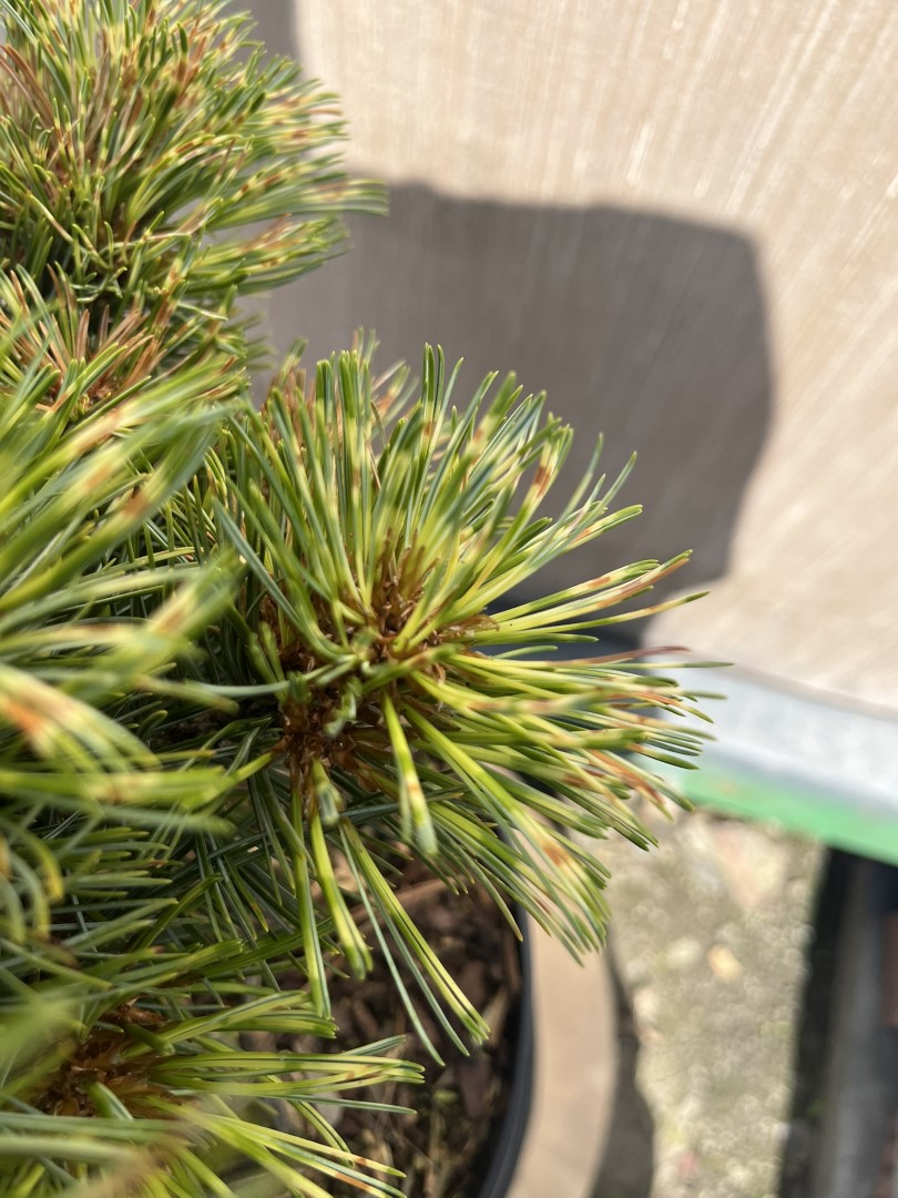 Pinus koraiensis - Korean Pine 'Golden Eye'