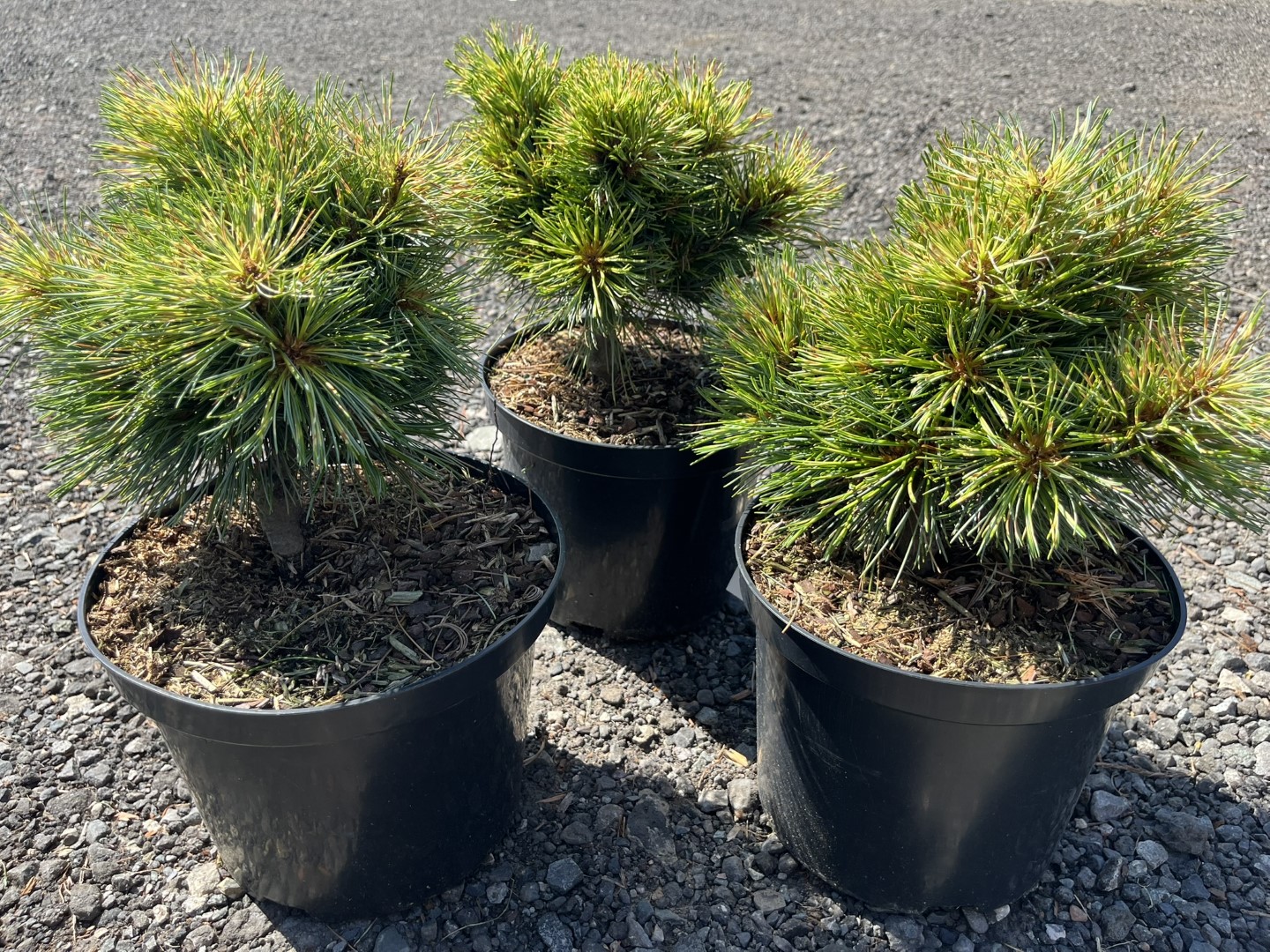 Pinus koraiensis - Korean Pine 'Golden Eye'