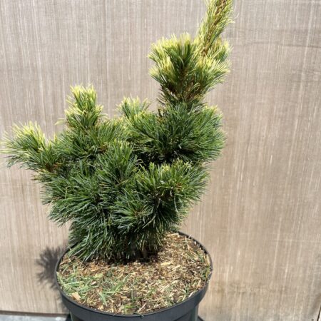 Pinus parviflora - Japanese White Pine 'Goldilocks'