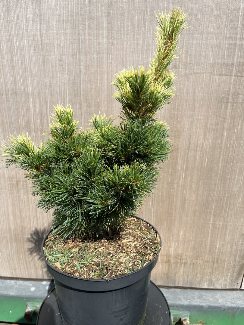 Pinus parviflora - Japanese White Pine 'Goldilocks'