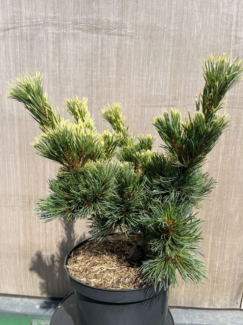 Pinus parviflora - Japanese White Pine 'Goldilocks'