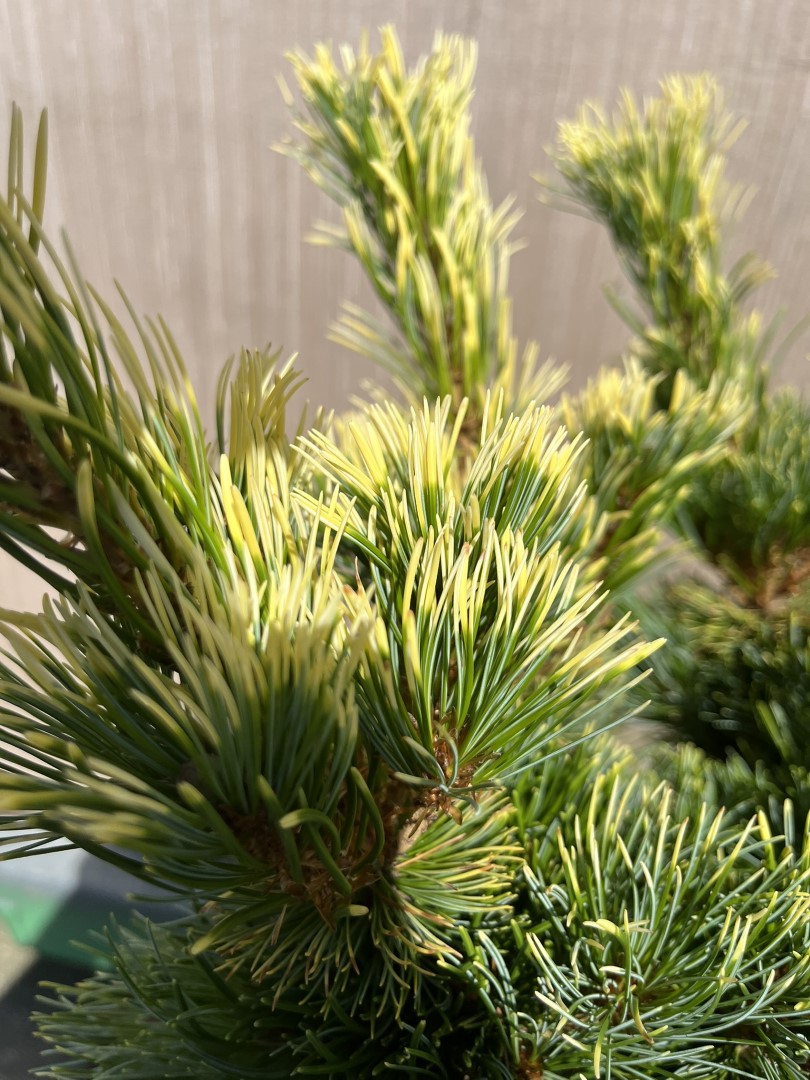 Pinus parviflora - Japanese White Pine 'Goldilocks'